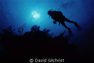 Diver Silhouette/Cayman Reef-Diver hovers over the edge o... by David Gilchrist 